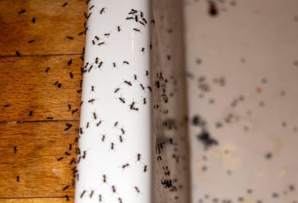 Best Cockroach Control Services  in Hialeah, FL